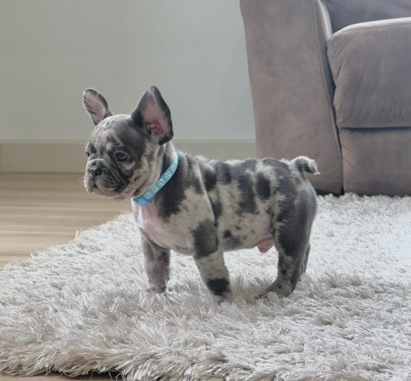 French Bulldog puppy from First Choice Frenchies serving Youngstown Ohio