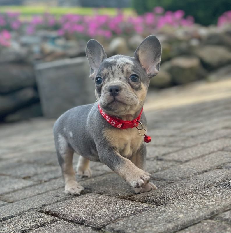Rolex - French Bulldog puppy from First Choice Frenchies serving Millersburg ohio