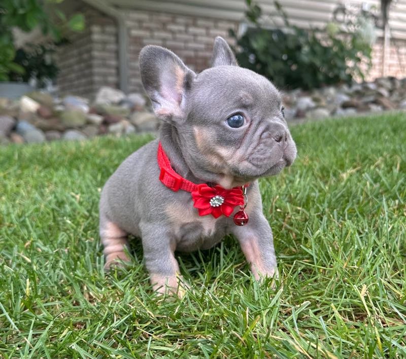Hailey -French Bulldog puppy from First Choice Frenchies serving Atlantic City, New Jersey