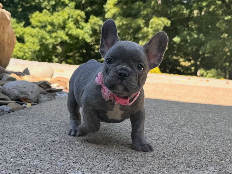 Macy - French Bulldog Puppy