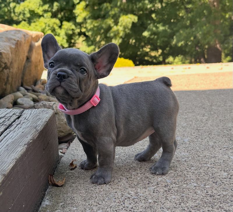 Macy - French Bulldog Puppy