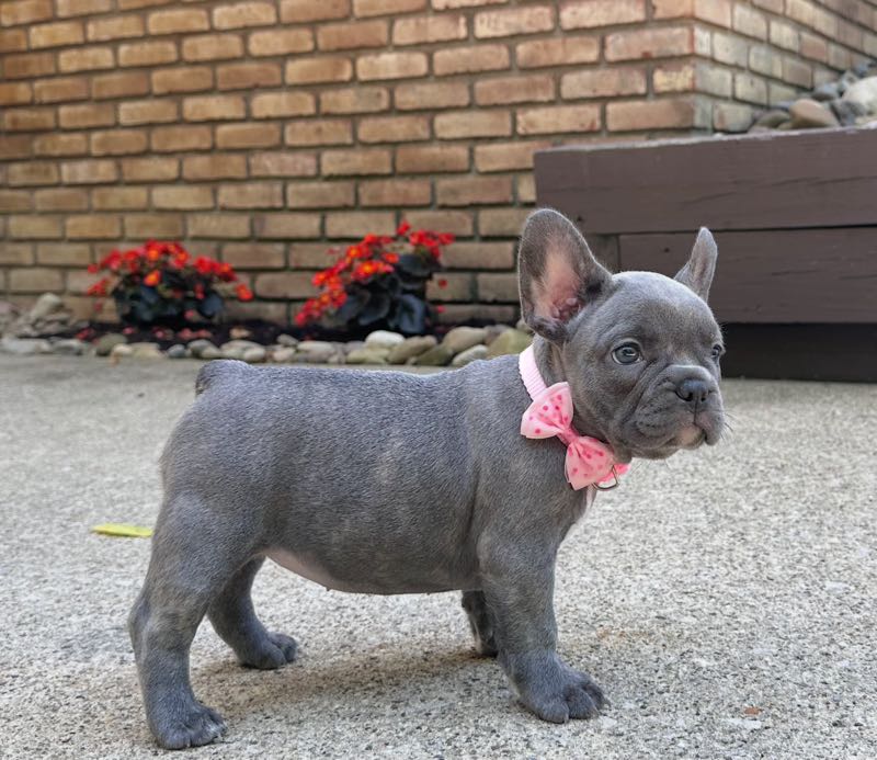 Macy - French Bulldog Puppy