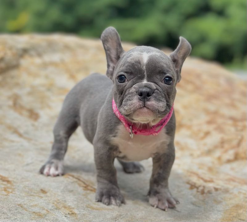 Tessa - French Bulldog Puppy