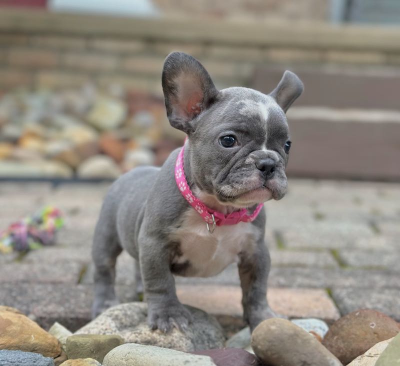 Tessa - French Bulldog Puppy