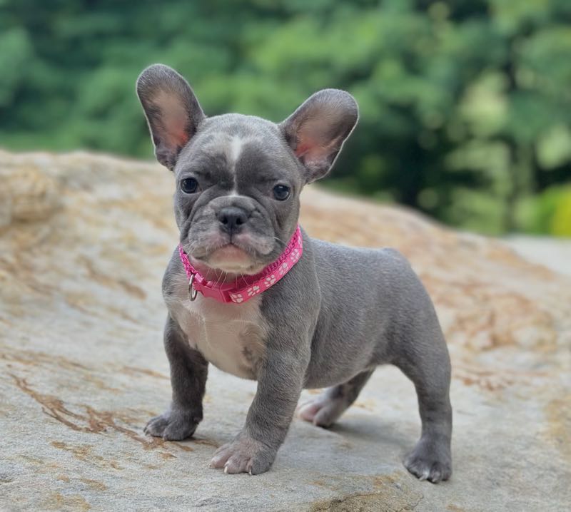 Tessa - French Bulldog Puppy