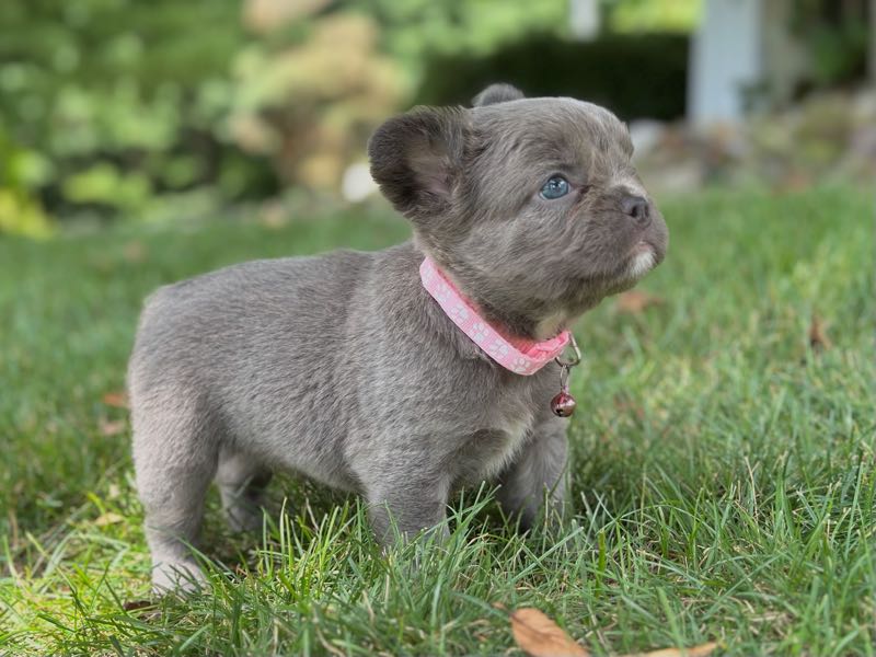 Winnie - French Bulldog Puppy