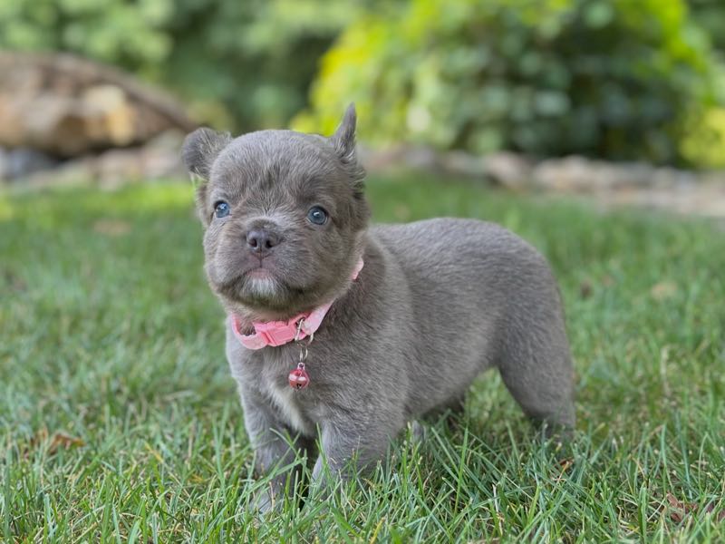 Winnie - French Bulldog Puppy