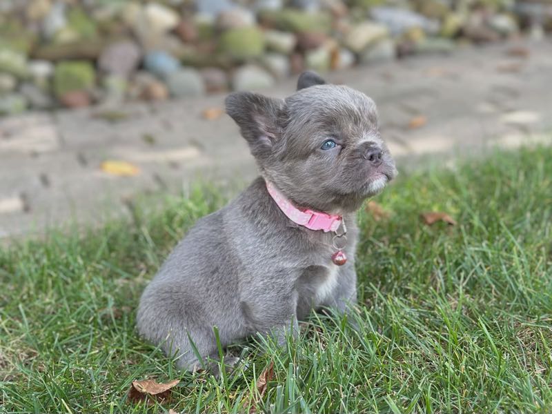 Winnie - French Bulldog Puppy