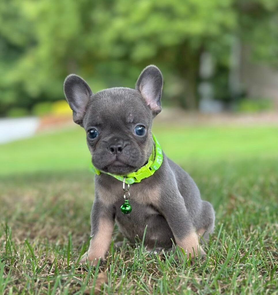 Cute French bulldog puppy for sale First Choice Frenchies