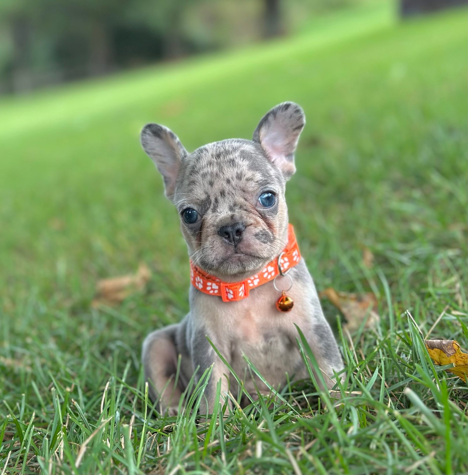 French bulldog puppy