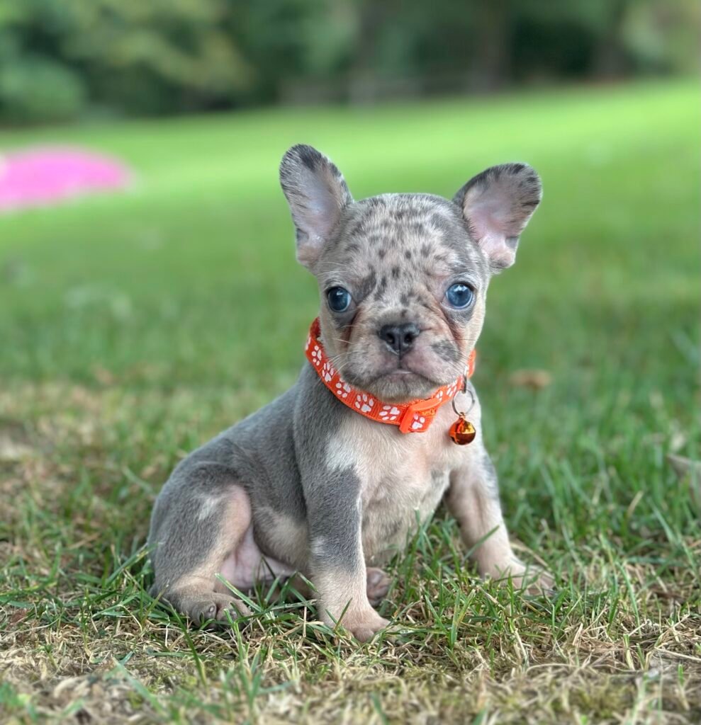 French bulldog puppy First Choice Frenchies