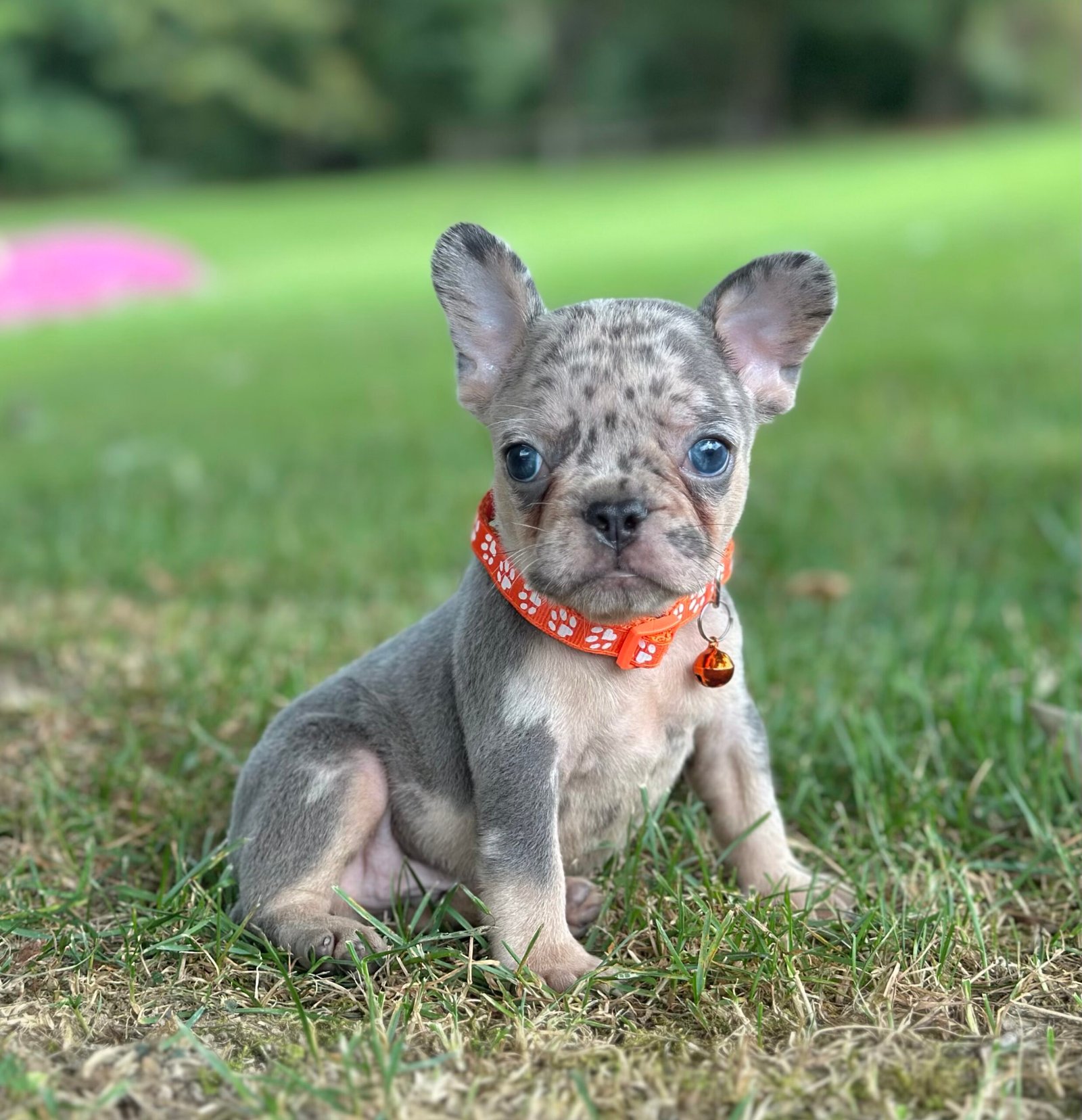 French bulldog puppy First Choice Frenchies