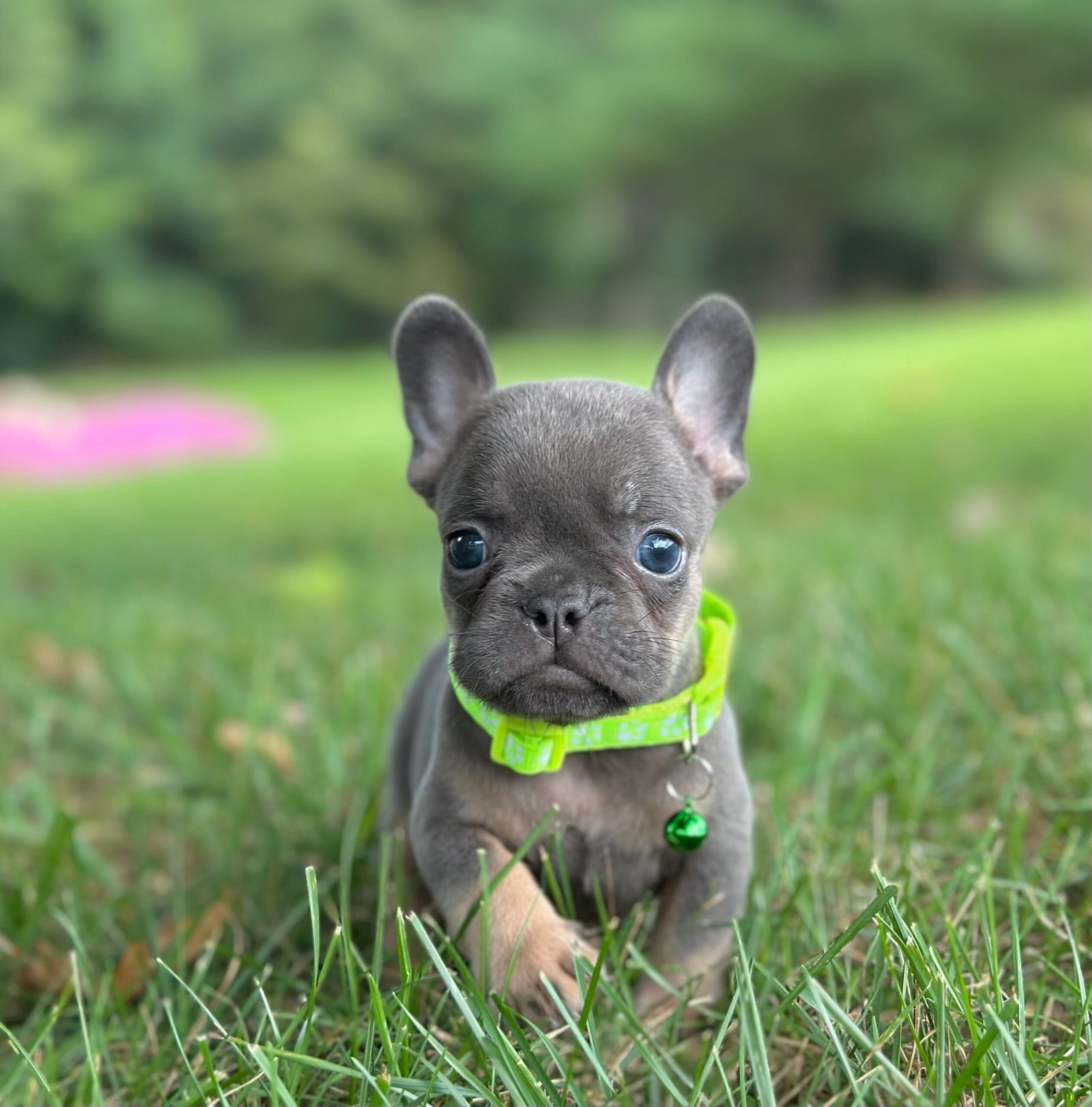 French bulldog puppy available First Choice Frenchies