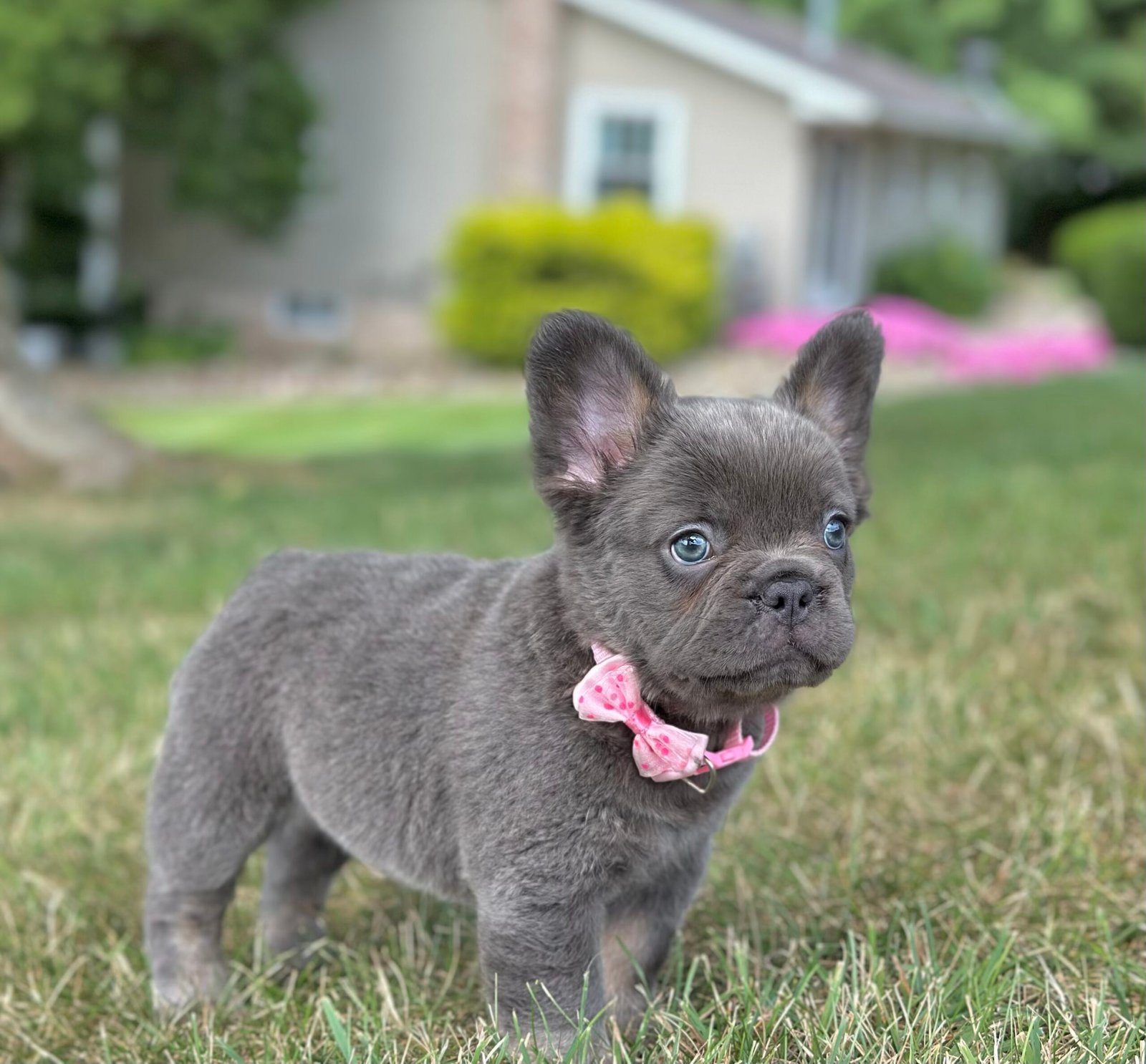 Chai French bulldog puppy