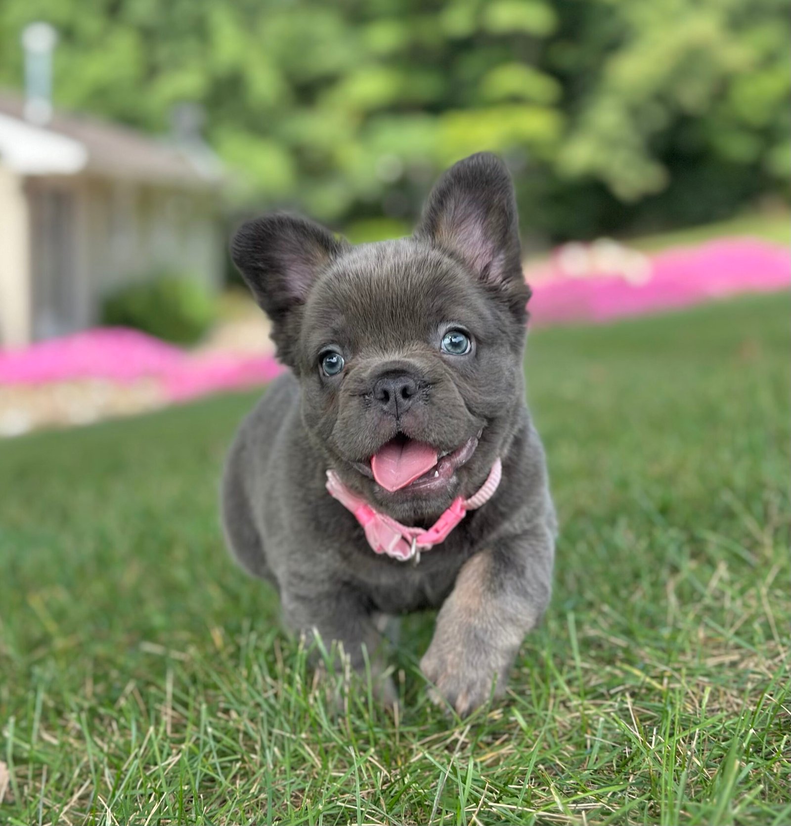 Chai French bulldog puppy
