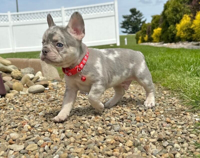 French bulldog puppy- First Choice Frenchies