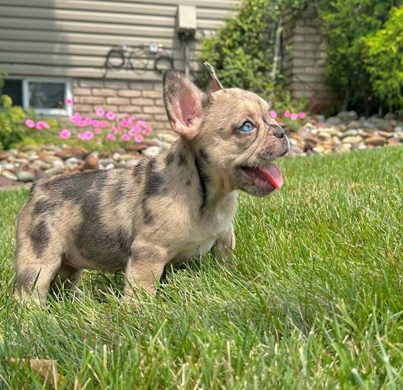 French bulldog puppy available at First Choice Frenchies