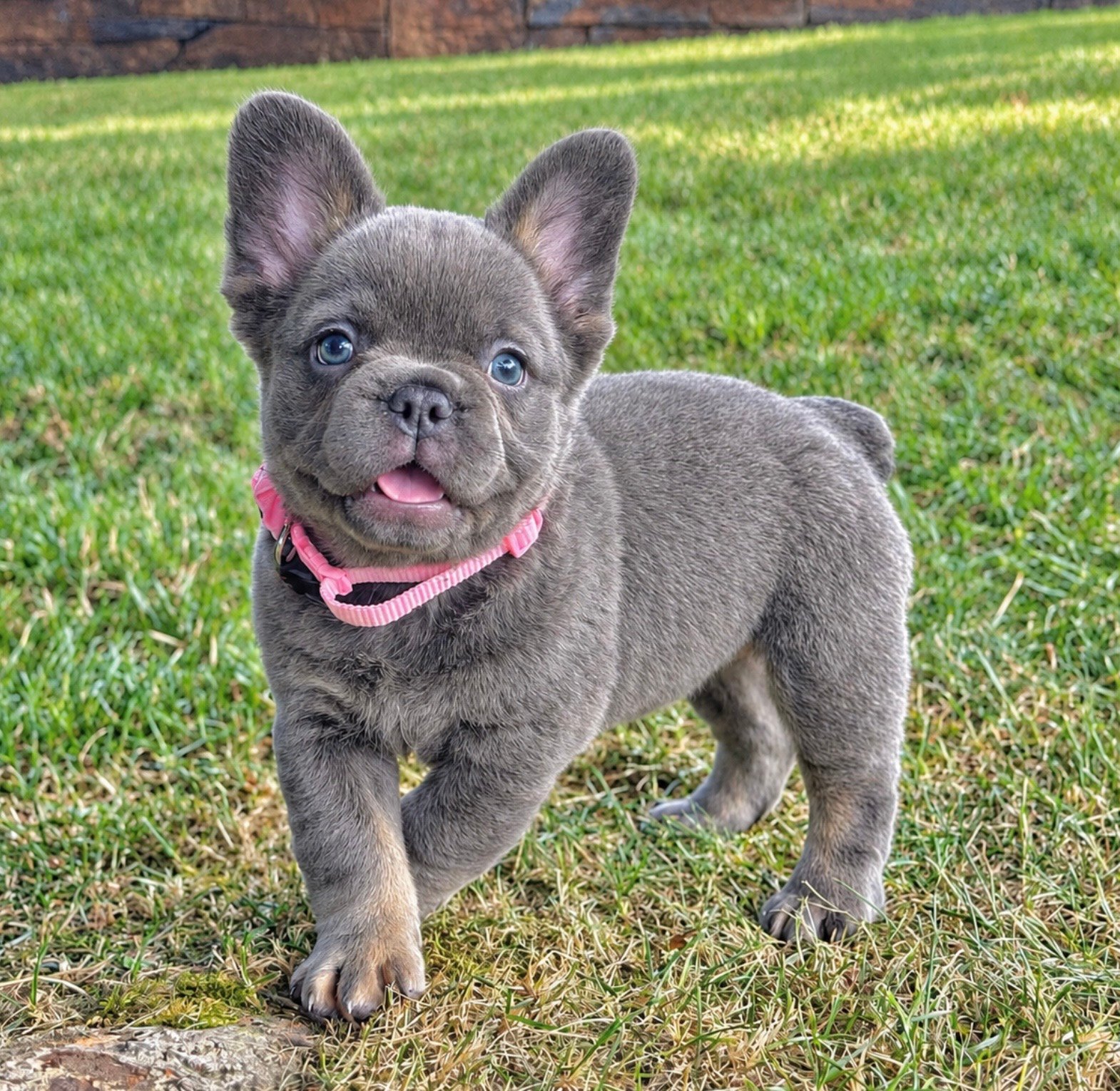 First Choice Frenchies French bulldog puppy