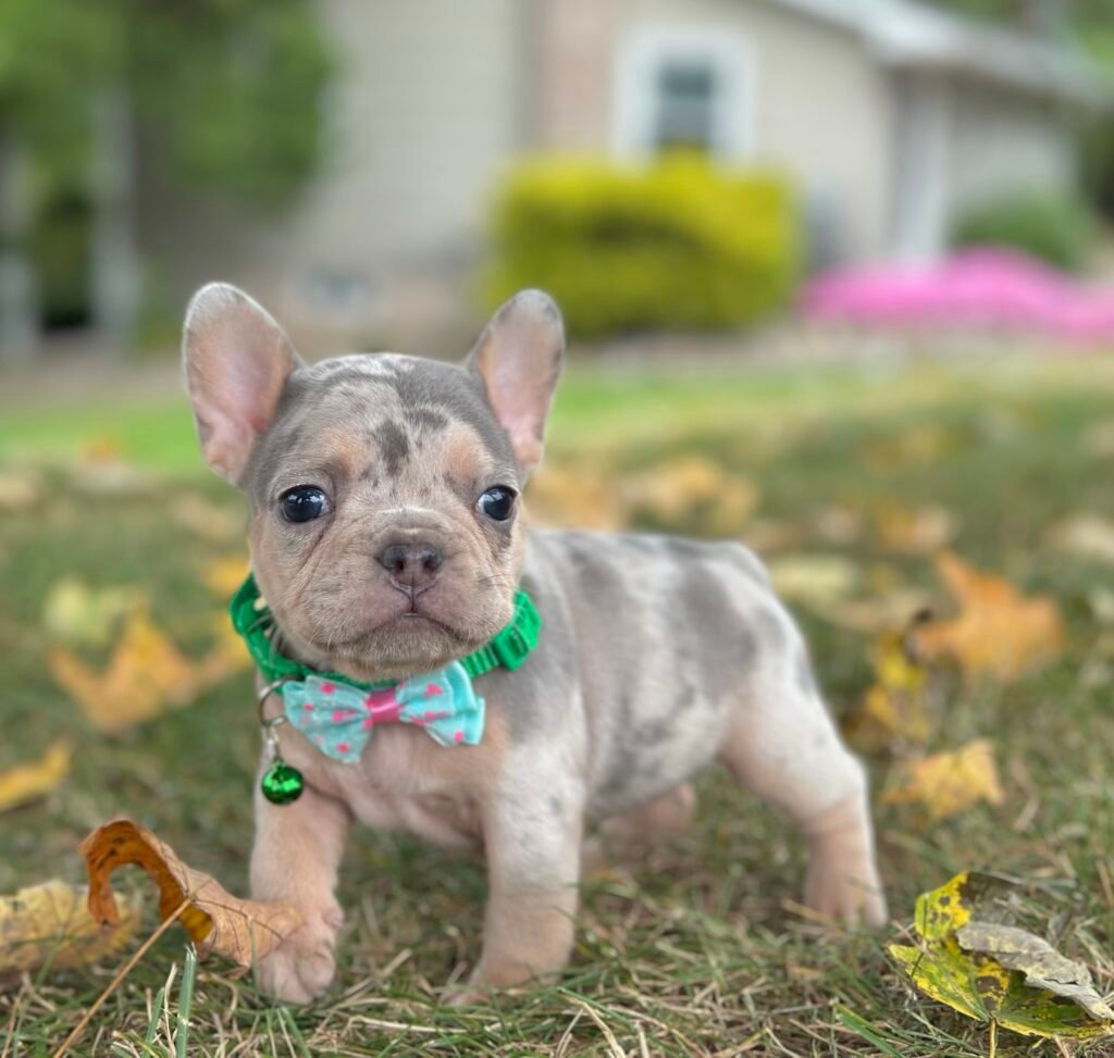 First Choice Frenchies- French bulldog puppy