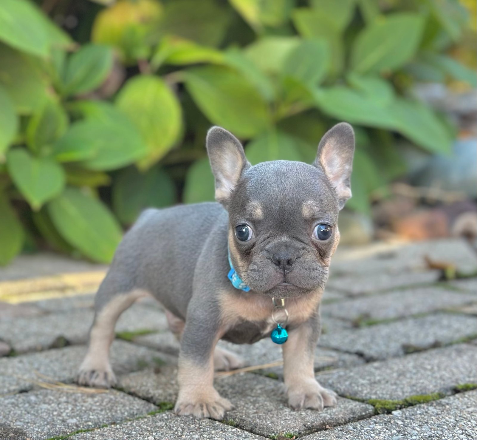 Mason-First Choice Frenchies