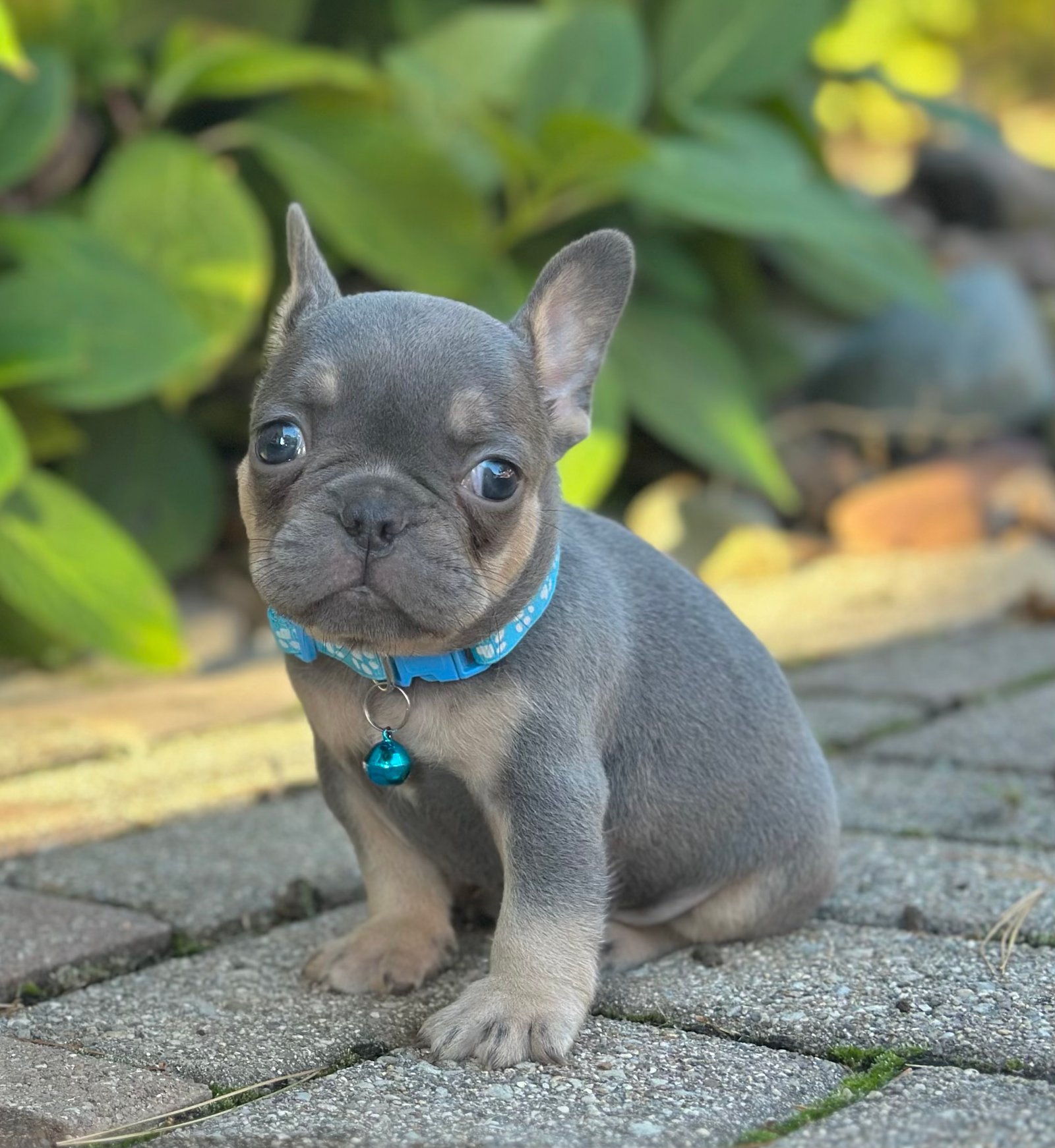 Mason-French Bulldog